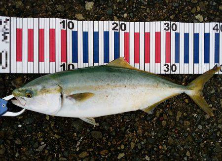 大蔵海岸でサゴシ&ツバス