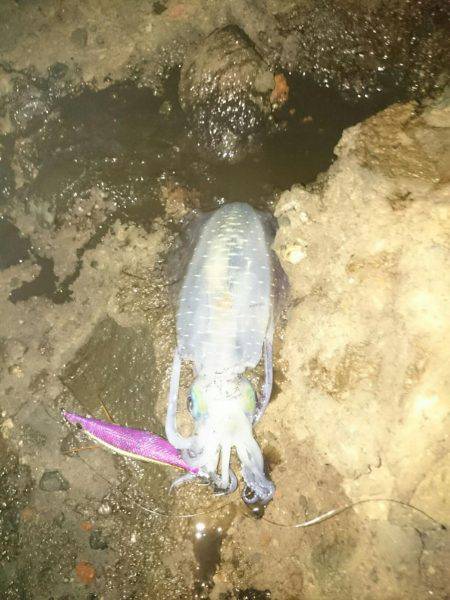 大漁を目指して磯へヤブこぎに