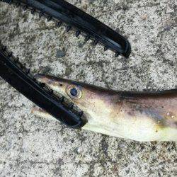 アジ、イワシGET!!