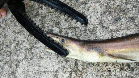 アジ、イワシGET!!