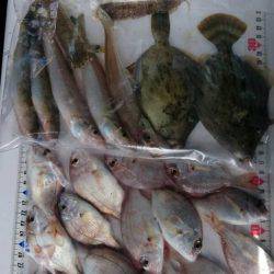 投げ釣り、キス釣り