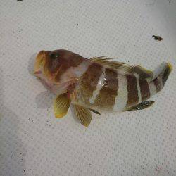 アオリイカ釣りと青物狙いの二本立て釣行