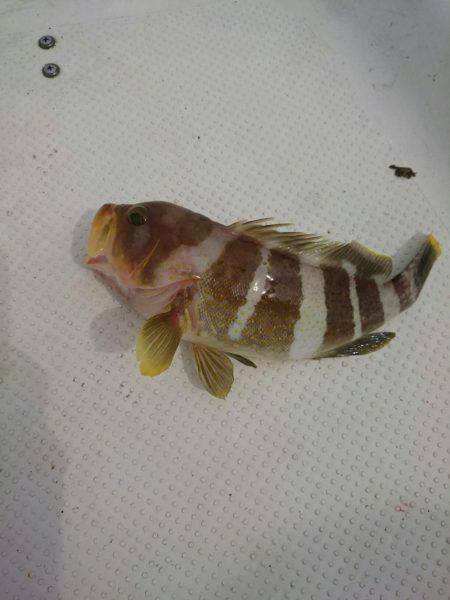 アオリイカ釣りと青物狙いの二本立て釣行