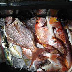 シロイカ激シブ