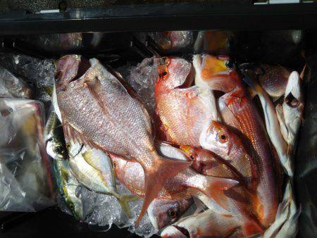 シロイカ激シブ