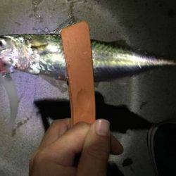 タチウオ見つけたと言えるのか!?