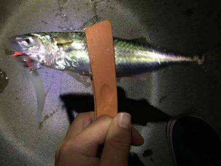 タチウオ見つけたと言えるのか!?