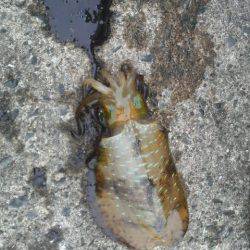 アオリイカ成長中！！