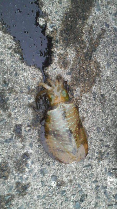 アオリイカ成長中！！