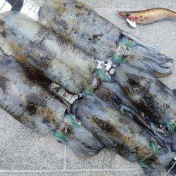 陸っぱりエギング