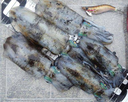 陸っぱりエギング