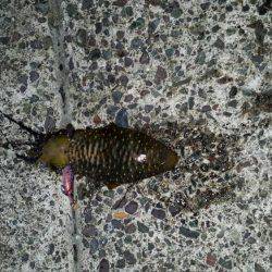 エギング＆ちょい投げで晩御飯確保