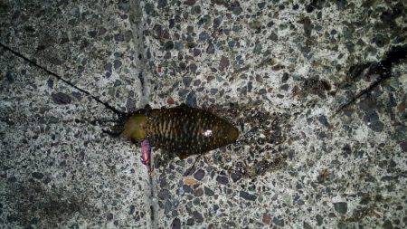 エギング＆ちょい投げで晩御飯確保