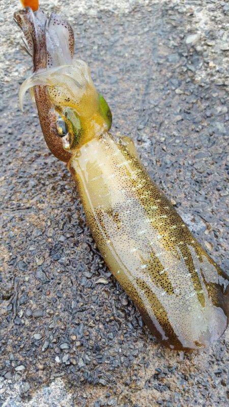 新子エギング！