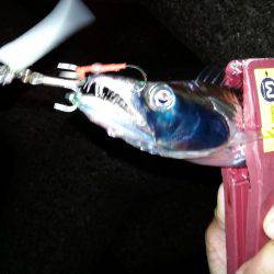 台風直後、様子見に来ました。