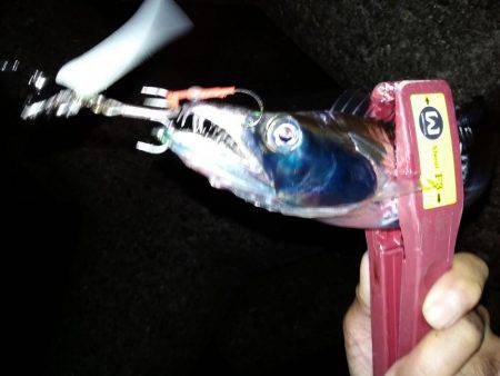 台風直後、様子見に来ました。