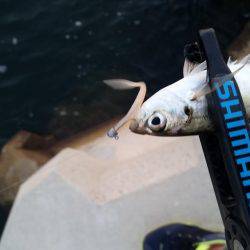 入れ食いアジング♪