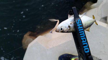 入れ食いアジング♪