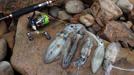 アオリイカ好釣