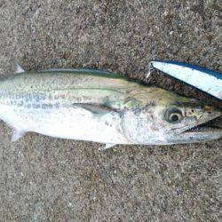 ツバスばかり！