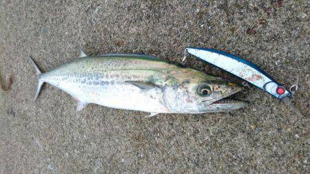 ツバスばかり！