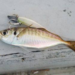 コスモスクエアにてタチウオpart.3