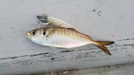 コスモスクエアにてタチウオpart.3