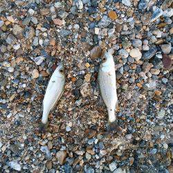 明石川河口サーフでキス釣り