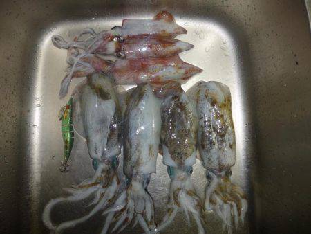 アオリイカの新子