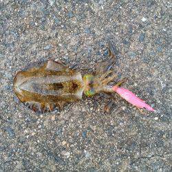 大蔵海岸でウルメイワシ&アオリイカの新子