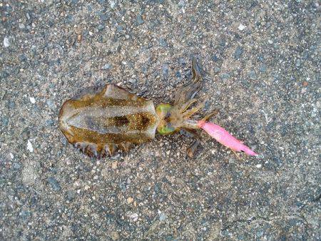 大蔵海岸でウルメイワシ&アオリイカの新子