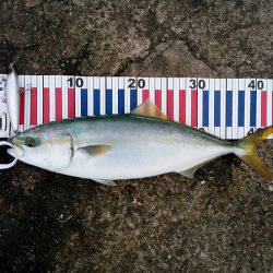 大蔵海岸でタチウオ&サゴシ&ハマチ！