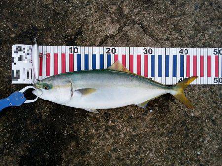 大蔵海岸でタチウオ&サゴシ&ハマチ！