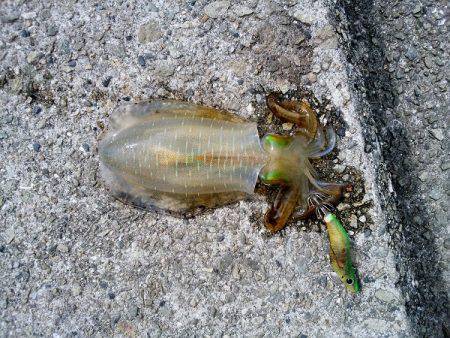 大蔵海岸でえんぴつサヨリ&アオリイカの新子