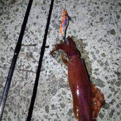 アオリイカ・太刀魚・剣先イカ