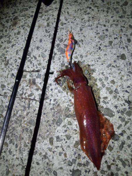 アオリイカ・太刀魚・剣先イカ