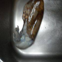 アオリイカ親もまだいる