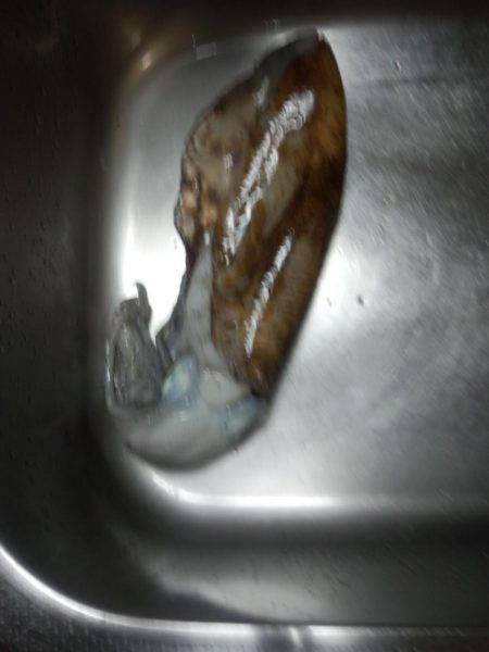 アオリイカ親もまだいる