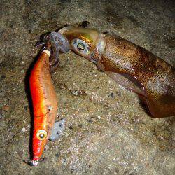 ナイトエギング