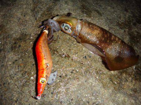 ナイトエギング