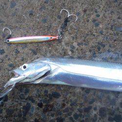 ジグよりワインドよりテンヤ