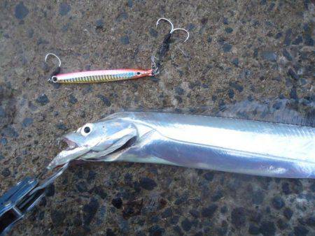 ジグよりワインドよりテンヤ