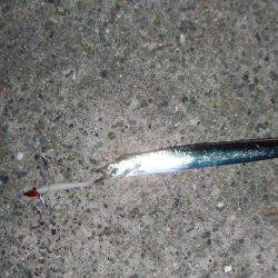 南芦屋浜　今季初のタチウオ