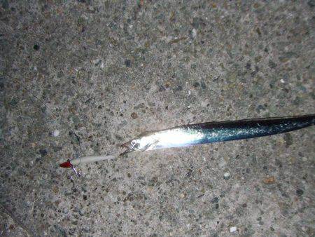 南芦屋浜　今季初のタチウオ