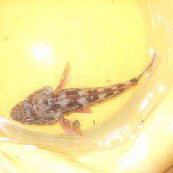 台風前にチヌ狙いだが…