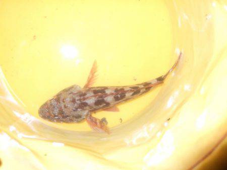 台風前にチヌ狙いだが…