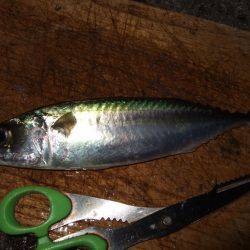 タチウオ釣り、サビキは好調！