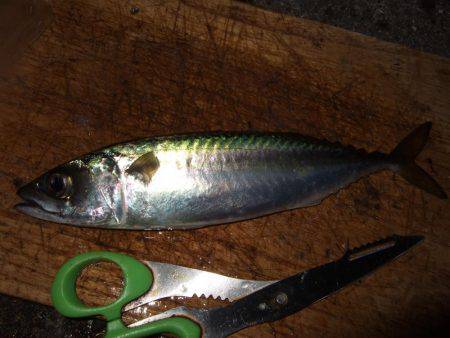 タチウオ釣り、サビキは好調！