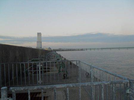 早朝～ウキ釣りでタチウオ調査