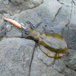 エギングで磯のアオリイカ釣り